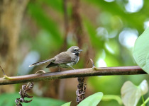 Kubary's Fantail