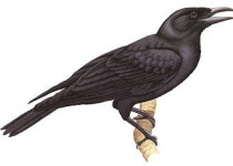 Kubary's Jungle Crow