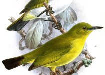Kulambangra White-eye