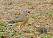 Kurrichane thrush
