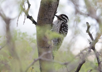 Ladder-backed Woodpecker
