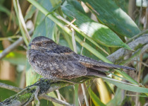 Ladder-tailed Nightjar