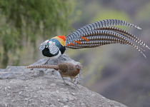 Lady Amherst's Pheasant