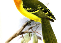 Lagden's Bushshrike