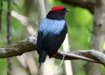 Lance-tailed Manakin