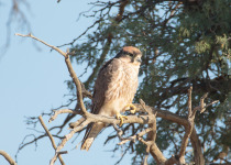 Lanner Falcon