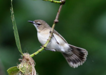 Large-billed Gerygone