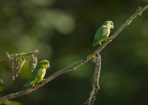 Large-billed Parrotlet