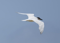 Large-billed Tern