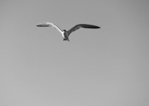 Large-billed Tern