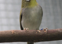 Large-billed White-eye