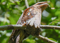 Large Frogmouth