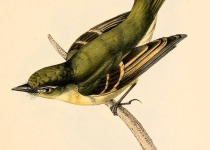 Large-headed Flatbill