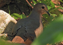 Large-tailed Dove