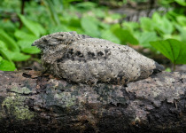Large-tailed Nightjar