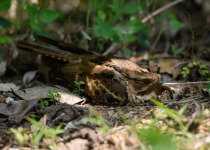 Large-tailed Nightjar