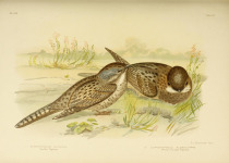 Large-tailed Nightjar
