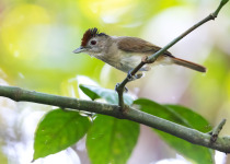 Large Wren-Babbler