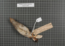 Lark-like Brushrunner