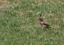Lark-like Brushrunner