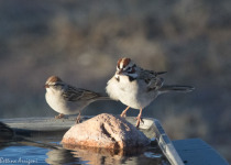 Lark Sparrow