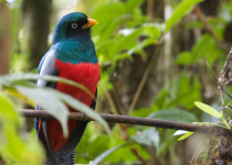 Lattice-tailed Trogon