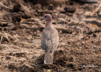 Laughing Dove