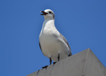 Laughing Gull