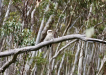 Laughing Kookaburra