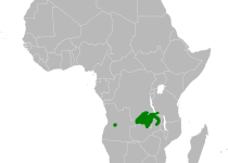 Laura's Leaf Warbler