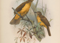 Lauterbach's bowerbird