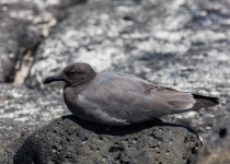 Lava Gull
