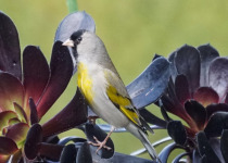 Lawrence's Goldfinch