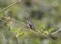 Lawrence's hummingbird