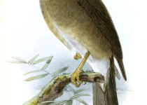 Lawrence's Thrush