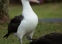 Laysan albatross