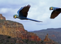 Lear's Macaw