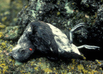 Least Auklet