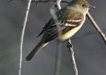 Least Flycatcher
