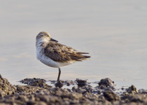 Least Sandpiper