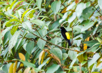Lemon-rumped Tanager