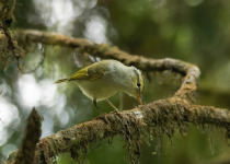 Lemon-rumped Warbler