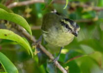 Lemon-rumped Warbler