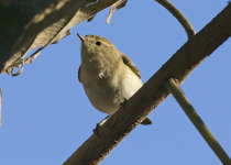 Lemon-rumped Warbler