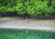 Lesser Adjutant
