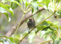 Lesser Antillean Bullfinch