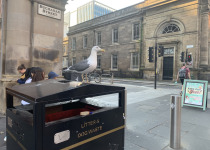 Lesser Black-backed Gull