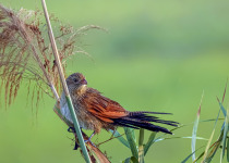 Lesser Coucal