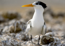 Lesser Crested Tern
