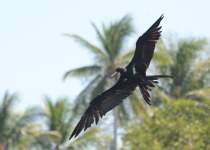 Lesser Frigatebird